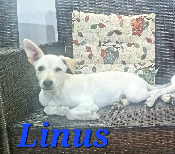 Linus